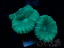 WYSIWYG Caulastrea furcata Gris/Azul