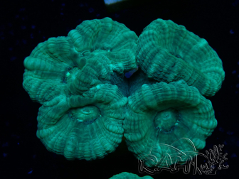 WYSIWYG Caulastrea furcata Grigio/Blu