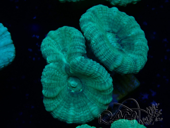 WYSIWYG Caulastrea furcata Grau/Blau