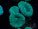 WYSIWYG Caulastrea furcata Grey/Blue