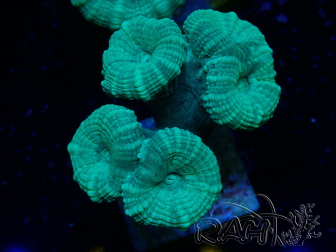 WYSIWYG Caulastrea furcata Grau/Blau