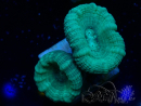 WYSIWYG Caulastrea furcata Grigio/Blu