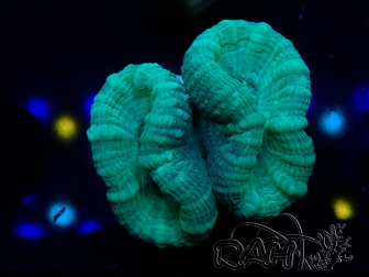 WYSIWYG Caulastrea furcata Grey/Blue