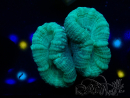 WYSIWYG Caulastrea furcata Grigio/Blu