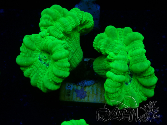WYSIWYG Caulastrea furcata Yellow 1