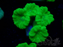 WYSIWYG Caulastrea furcata Yellow 2