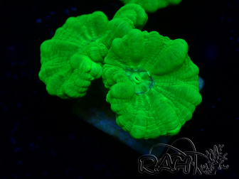 WYSIWYG Caulastrea furcata Yellow