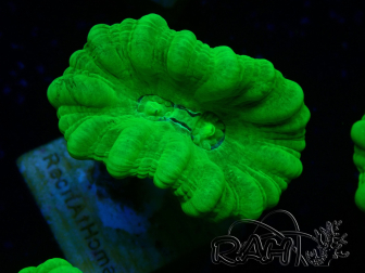 WYSIWYG Caulastrea furcata Yellow 4