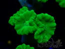 WYSIWYG Caulastrea furcata Yellow