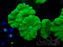 WYSIWYG Caulastrea furcata Giallo