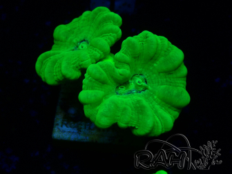 WYSIWYG Caulastrea furcata Giallo