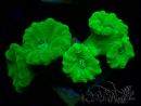 WYSIWYG Caulastrea furcata Giallo