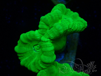 WYSIWYG Caulastrea furcata Yellow