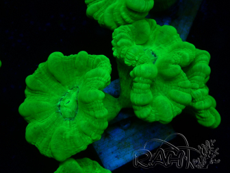 WYSIWYG Caulastrea furcata Giallo