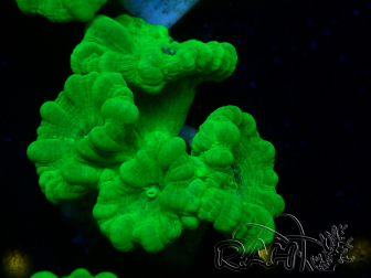 WYSIWYG Caulastrea furcata Yellow 11
