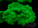 WYSIWYG Caulastrea furcata Yellow