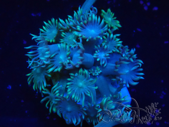WYSIWYG Goniopora Bubblebath 19J1