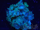 WYSIWYG Goniopora Bubblebath