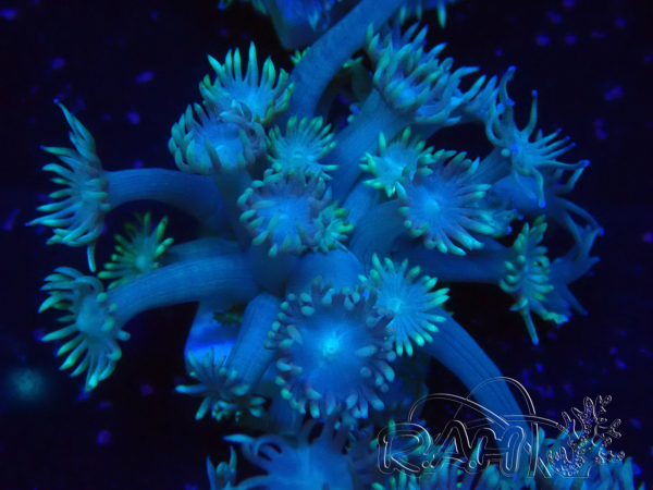 WYSIWYG Goniopora Bubblebath