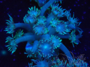 WYSIWYG Goniopora Bubblebath