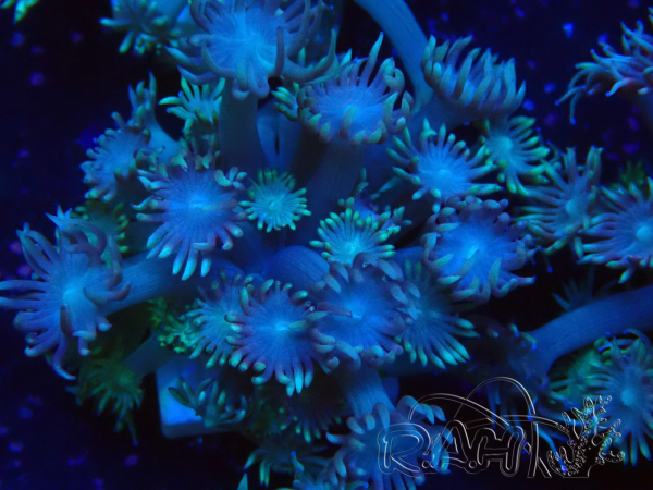 WYSIWYG Goniopora Bubblebath