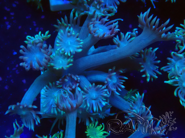 WYSIWYG Goniopora Bubblebath
