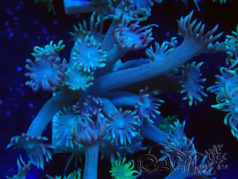 WYSIWYG Goniopora Bubblebath