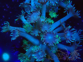 WYSIWYG Goniopora Bubblebath