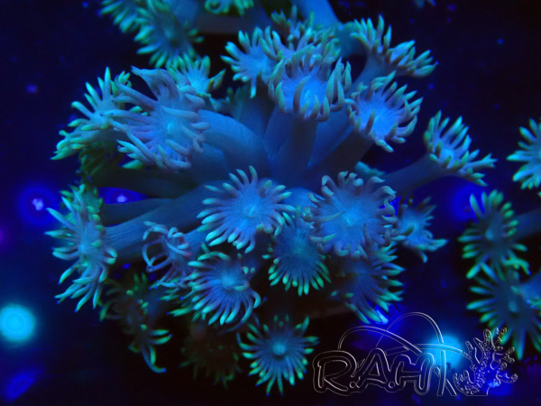 WYSIWYG Goniopora Bubblebath