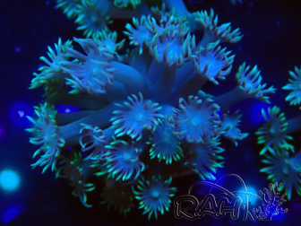 WYSIWYG Goniopora Bubblebath 19J6