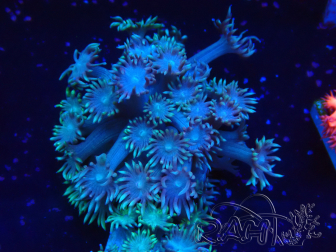 WYSIWYG Goniopora Yellow Tentacles