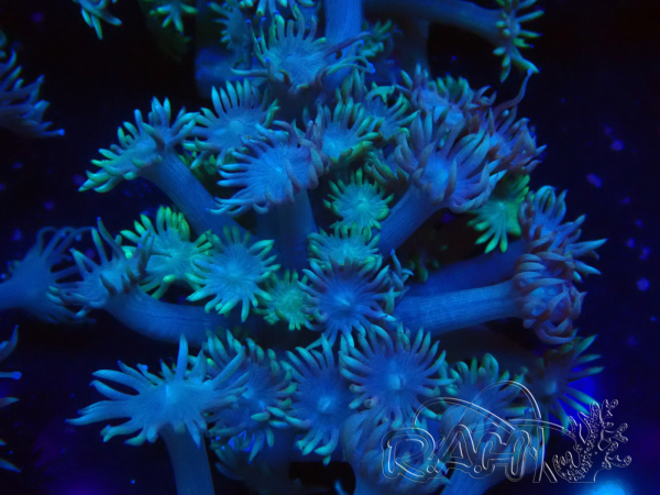 WYSIWYG Goniopora Yellow Tentacles 19K5