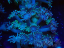 WYSIWYG Goniopora Yellow Tentacles