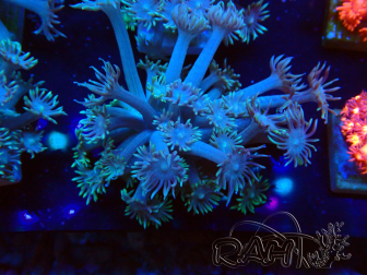 WYSIWYG Goniopora Tentacoli Gialli 19K6