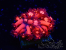 WYSIWYG Goniopora 9L1