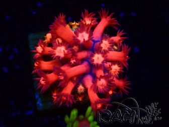 WYSIWYG Goniopora