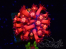 WYSIWYG Goniopora