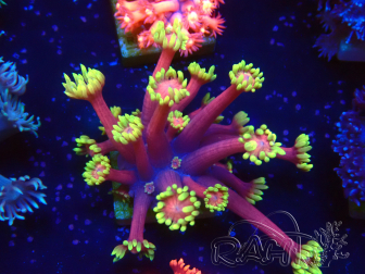 WYSIWYG Goniopora