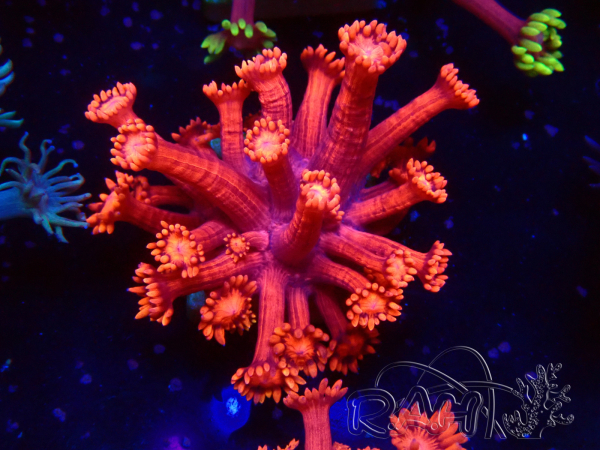 WYSIWYG Goniopora
