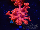 WYSIWYG Goniopora