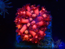 WYSIWYG Goniopora