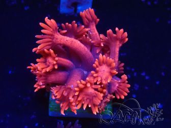 WYSIWYG Goniopora