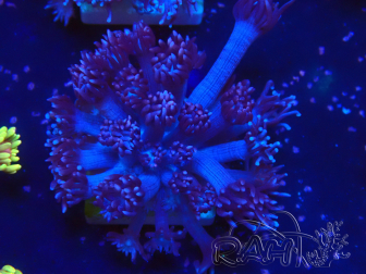 WYSIWYG Goniopora