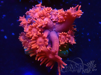 WYSIWYG Goniopora 9M5