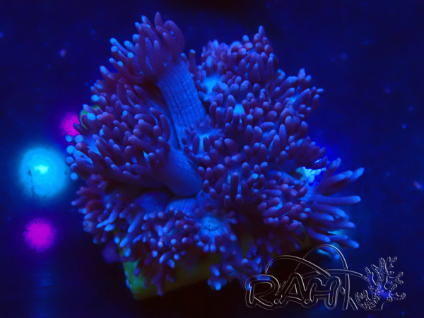 WYSIWYG Goniopora