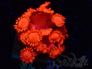 WYSIWYG Goniopora