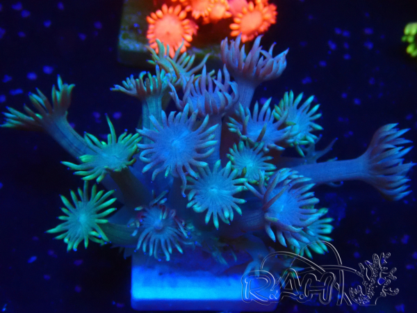 WYSIWYG Goniopora