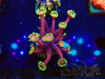 WYSIWYG Goniopora