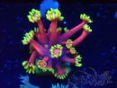 WYSIWYG Goniopora