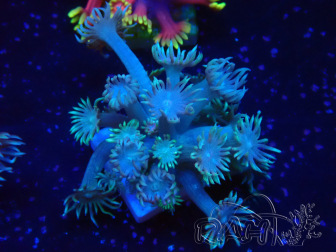 WYSIWYG Goniopora 9O2